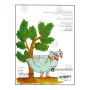 Swan Princess - Jataka Tales 28